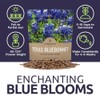 Texas Bluebonnet Wildflower Seeds - Bulk 1/2 Ounce Packet -