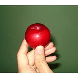 Red June Plum - A Gift That Keeps Giving - Self Pollinating Live Fruit Tree Shipped 2 to 3 Feet Tall by DAS Farms