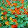 Dirt Goddess Super Seed~ Nasturtium, Tall Trailing Mix Seed~ Tropaeolum