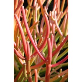 Euphorbia Tirucalli, Pencil Cactus Succulent Cuttings, Fire Sticks No Pickers