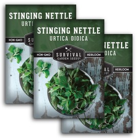 Stinging Nettle Seeds for Planting - Urtica Dioica Medicinal Herb & Edible Perennial - Common Nettle for Tea, Cooking & Wellness - Heirloom Non-GMO - Survival Garden Seeds (3 Packs)