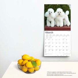Toy and Miniature Poodles | 2024 12 x 24 Inch Monthly Square Wall Calendar | BrownTrout | Animal Dog Breeds