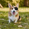 YeeBeny Dog Eye Patch, Eye Protection for Dogs, Adjustable, Groove