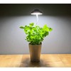 Northpoint LED 7 W Plant Light Plant Lamp Plant Lighting