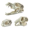 MediTrainer Dog & Cat & Rabbit Skulls - 3 Animal