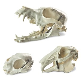 MediTrainer Dog & Cat & Rabbit Skulls - 3 Animal Skull Models, Suitable for Scientific Teaching, Animal Specimen Display
