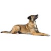 HUNTER Malia Dog Collar Colour: Dove Blue/Natural, Made of Soft
