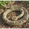 Rattlesnake - Coiled Diamondback Replica - Polyvinyl AAA