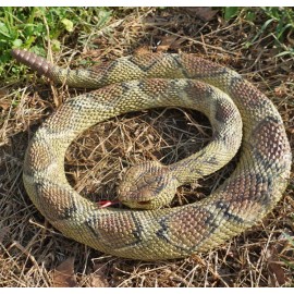 Rattlesnake - Coiled Diamondback Replica - Polyvinyl AAA