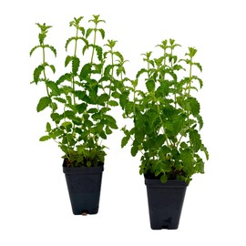 Strawberry Mint | 4 Live Plants in 2.5-inch Nursery Cubes | Mentha × piperita 'Strawberry' Variety | Easy-Care Edible Perennial Herb | Fragrant Minty-Strawberry Flavor for Home and Garden