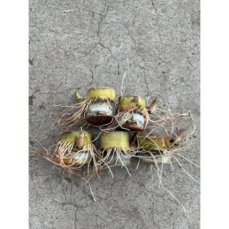 Sugarcane 5 Rooted Sugarcane Cutting Tropical Live Plant Ready To