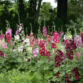 Eden Brothers Hollyhock Seeds - Indian Spring Mix