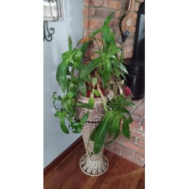 Callisia , fragrans aka Grandpa's Pipe - Basket plant, Inch Plant Chain plant