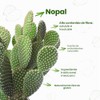 Nopalina Piña 454 g Suplemento Alimenticio de Fibra con Linaza