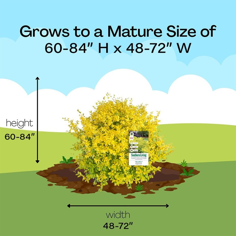 Southern Living Sunshine Ligustrum 2 Gallon