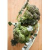 TomorrowSeeds - Green Sprouting Calabrese Broccoli Seeds - 3000+ Count