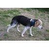 Dog Collar Waterproof TPU Dog Collar (Red)