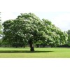 Seed Kingdom Catalpa (speciosa - North catalapa) Nice Garden Tree By Seed Kingdom 300 Seeds