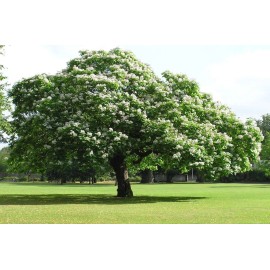 Seed Kingdom Catalpa (speciosa - North catalapa) Nice Garden Tree By Seed Kingdom 300 Seeds