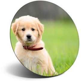 Destination Vinyl ltd Magnet for Refrigerator, Fridge - Cute Labrador Puppy Dogs Animals Pets for Office, Cabinet and Whiteboard, Magnetic Stickers, 8613
