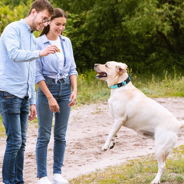 LED Dog Collars USB Rechargeable Waterproof. Flashing light Dog Collar