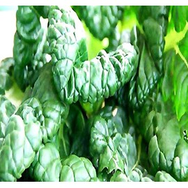 Big Pack - (5,000) Tat SOI Tatsoi Tah Tsai Spinach Seed - Chinese Vegetable - Non-GMO Seeds by MySeeds.Co (Big Pack - Tat SOI)