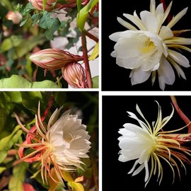 White Queen of The Night Orchid Cactus Cutting, Epiphyllum Oxypetalum Cactus Cutting, 8 Inc to 10 Inc Tall, No Root