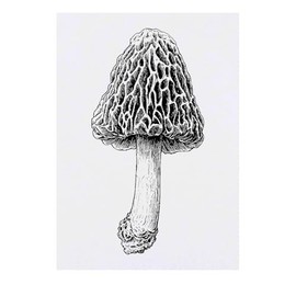 'Morel Mushroom' Temporary Tattoo - Water Resistant, Skin-Safe, Non-Toxic Transfer (TO00082205)