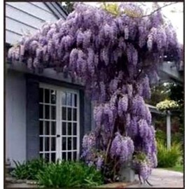 Beautiful Purple Wisteria Vine Seeds- Hardy Perennial - Grows Fast COMB