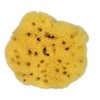 Croll & Denecke Naturschwamm, Natur, ca. 8 cm