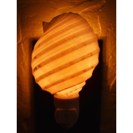 Seashell Night Light Real White Tessalata Shell Beach Decor w. on/Off Switch Beautiful Coastal Cottage - Florida Shells and Gifts