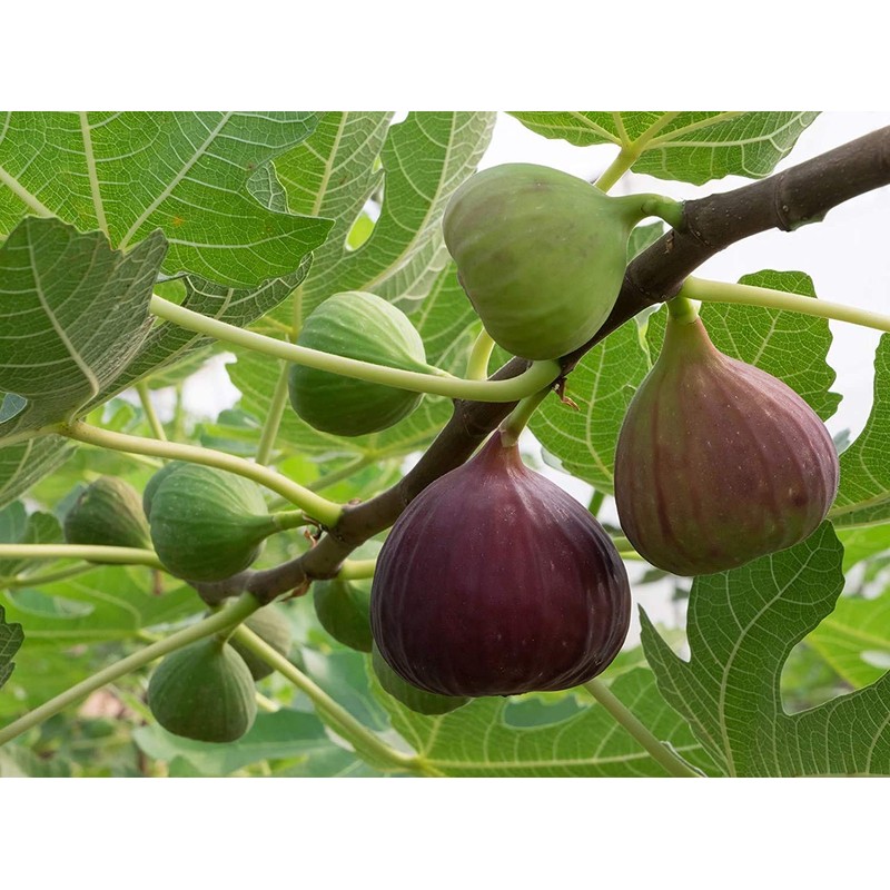 Ficus "Celeste" Fig Tree live plant cold hardy