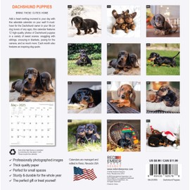 RED EMBER Select - Dachshund Puppies Mini 2025 Wall Calendar 12 Month | 7" x 14" Open | Thick & Sturdy Paper | Giftable | Calendar 2025