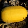 Vegetable Spaghetti Winter Squash Garden Seeds - 5 Lbs Bulk