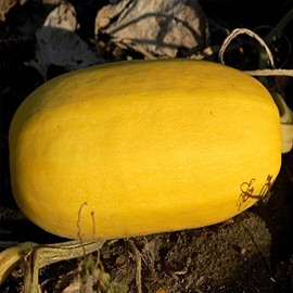 Vegetable Spaghetti Winter Squash Garden Seeds - 5 Lbs Bulk - Heirloom, Non-GMO - Vegetable Gardening Seed