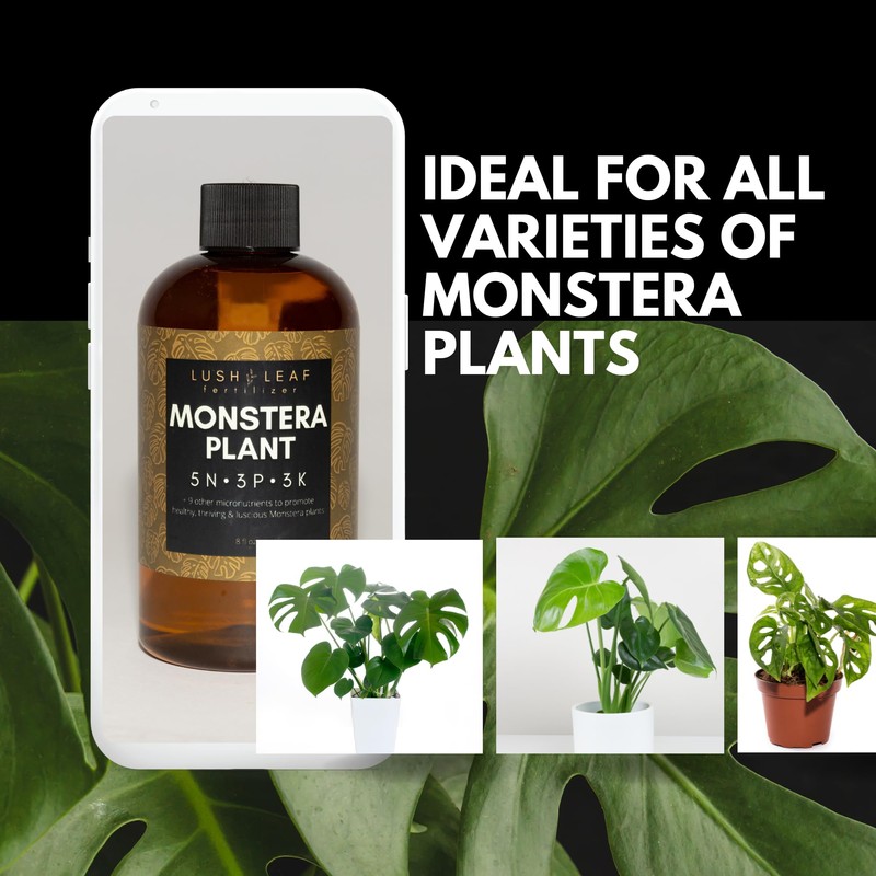 Lush Leaf | Plant Food (Monstera)