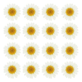 PATIKIL 48pcs Dry Pressed Flowers Natural Dried Daisy Flowers for DIY Arts Crafts Home Decor Nail Decoration White