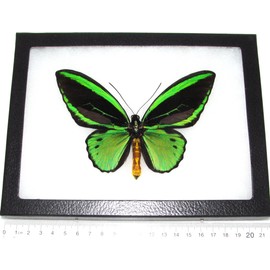 BicBugs Ornithoptera priamus Poseidon Real Framed Butterfly Green Black Indonesia