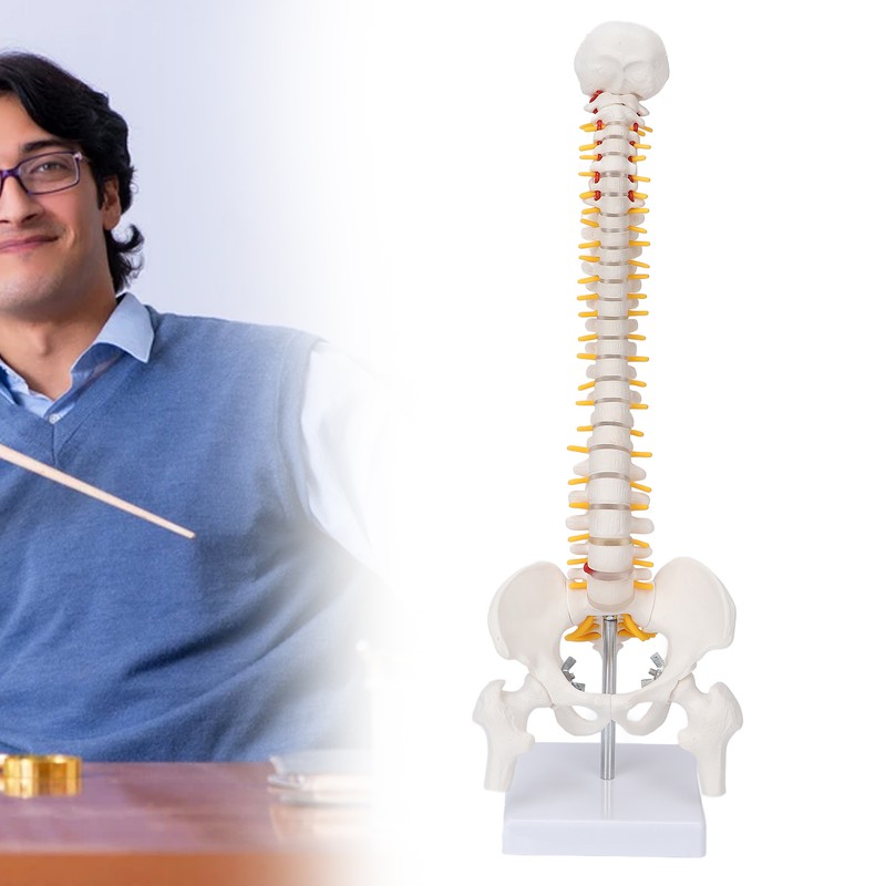 Vertebral Column Model Flexible Spine Caudal Vertebra Anatomical Model with