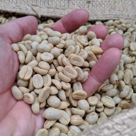 Rounton Coffee Roasters | 250g Green Coffee Beans El Salvador Finca Bosque Lya | Central American Green Coffee Beans| Raw Unroasted Coffee Beans for home Roasting