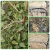 YYTECH Branch Puller Branch Separator for Fruit Trees, Pack of