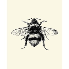 Bee Dragonfly Butterfly Wall Art Prints set of 3 Prints 8x10 - Unframed - Beautiful Black and White Illustration Ivory Natural Background Home Room Decor