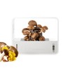 Odpaltoy Indoor Mushroom Growing kit Includes Mushroom Grow Light,Fresh air