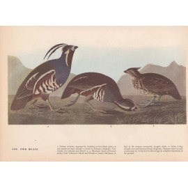 Audubon 1942 Vintage Birds #423 "2 Quail" Full Color Art Plate Lithograph