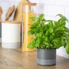 Typhoon Monochrome Herb Planter Grey