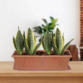 Whitefurze Venetian Window Box Tray 40Cm Terracotta