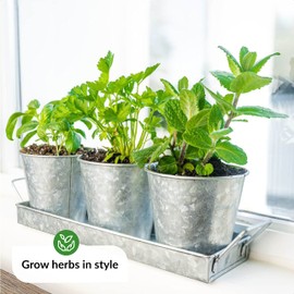 Herb Planter Indoor | Grow Fresh Herbs At Home | Galvanized Herb Pots for Kitchen & Windowsill | Kitchen Herb Garden | Indoor Herb Planter | Garden Pots for Growing Basil, Mint, Parsley and More