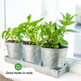 Herb Planter Indoor | Grow Fresh Herbs At Home | Galvanized Herb Pots for Kitchen & Windowsill | Kitchen Herb Garden | Indoor Herb Planter | Garden Pots for Growing Basil, Mint, Parsley and More