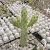 Opuntia consolea falcata Cutting Cacti Cactus Succulent Real Live Plant