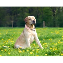 Chain Dog Collar, Heavy Duty Martingale Collar For Dogs Chew Proof, Adjustable For Training, Walking With Stainless Steel for Medium Large Breed Dogs